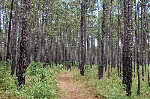 Francis Marion National Forest